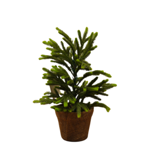 Christmas tree 3 feet tall Douglas fir