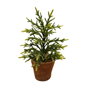 Christmas Tree 2ft Norway Spruce Christmas Tree (61cm)