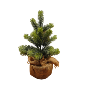Christmas Tree 2ft Alpine Spruce (61cm)
